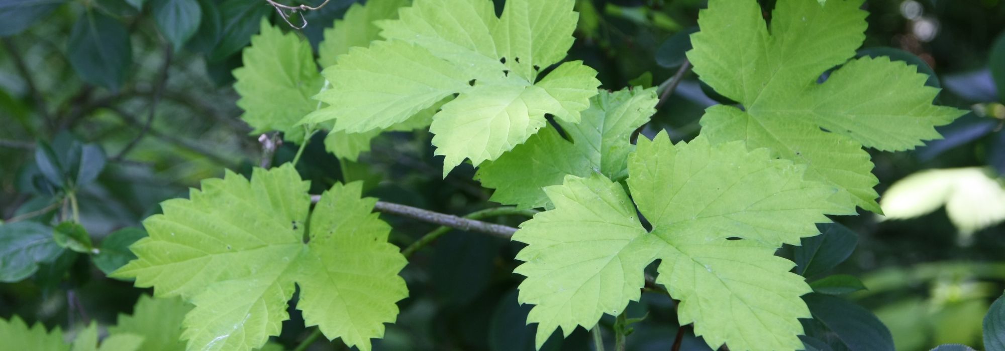 Hop, Humulus lupulus : planting, cultivation and use