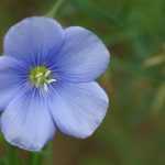 Flax, Linum: planting, sowing and care