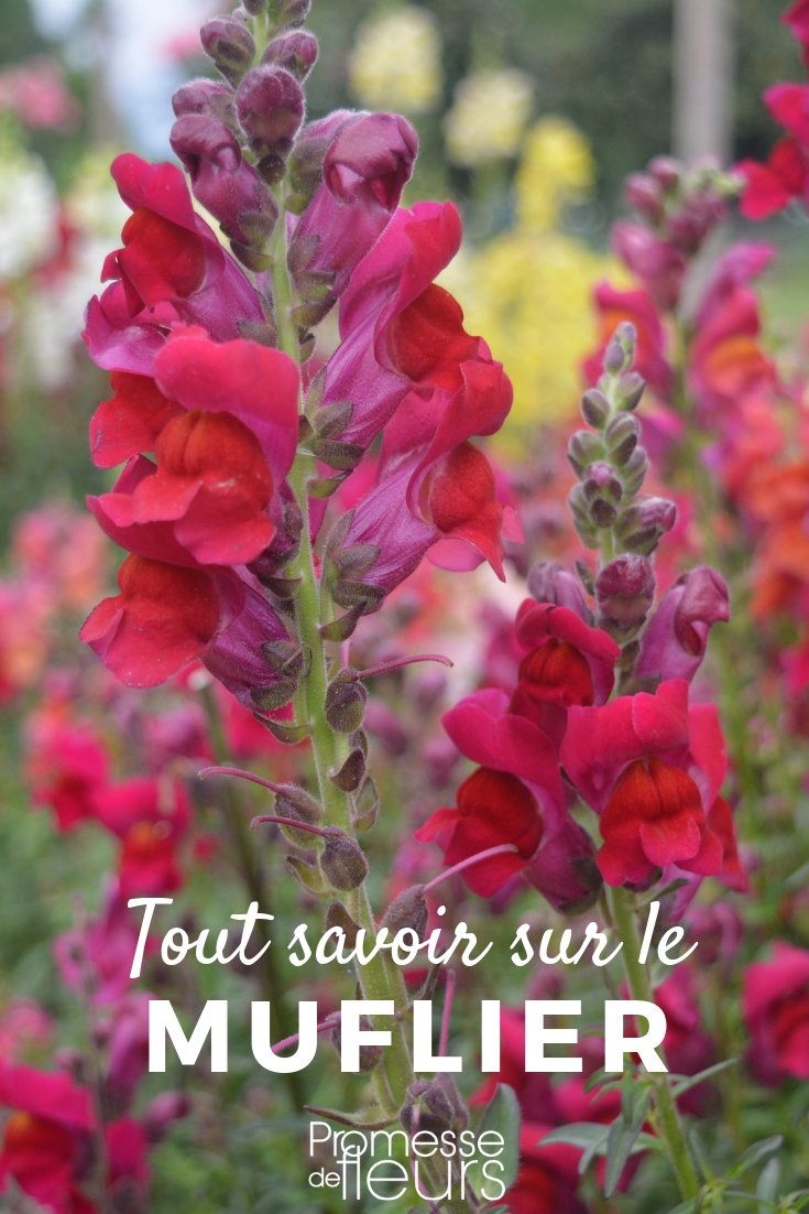 Snapdragon: Sowing and Planting