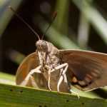 Palm moth, Paysandisia archon : control and treatment