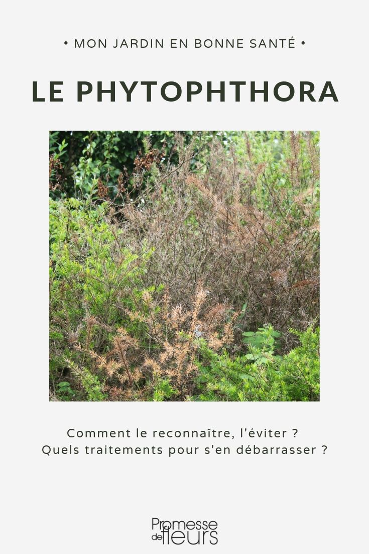 Phytophthora Disease