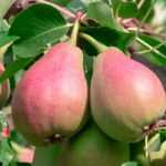 Pear tree: planting, pruning and care