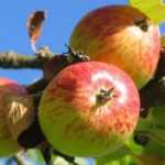 Apple tree: planting, pruning and care