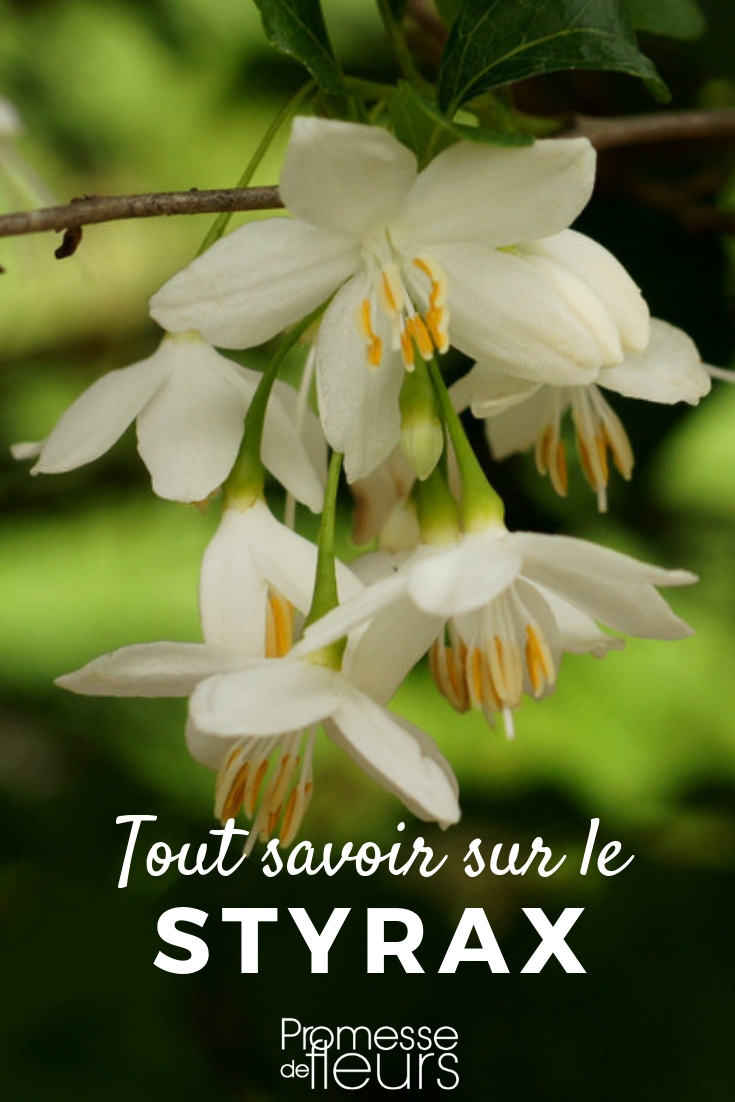 aliboufier_plant and maintain