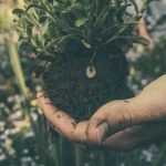 When and how to transplant roses?