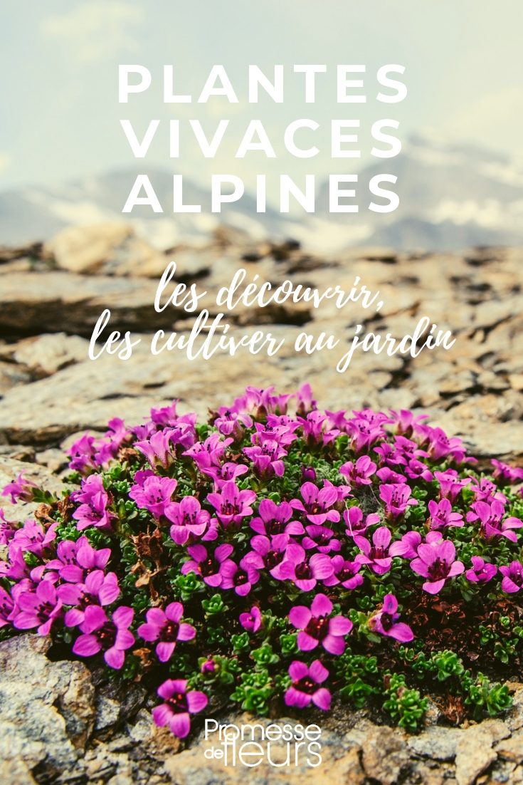 Alpine perennial plants