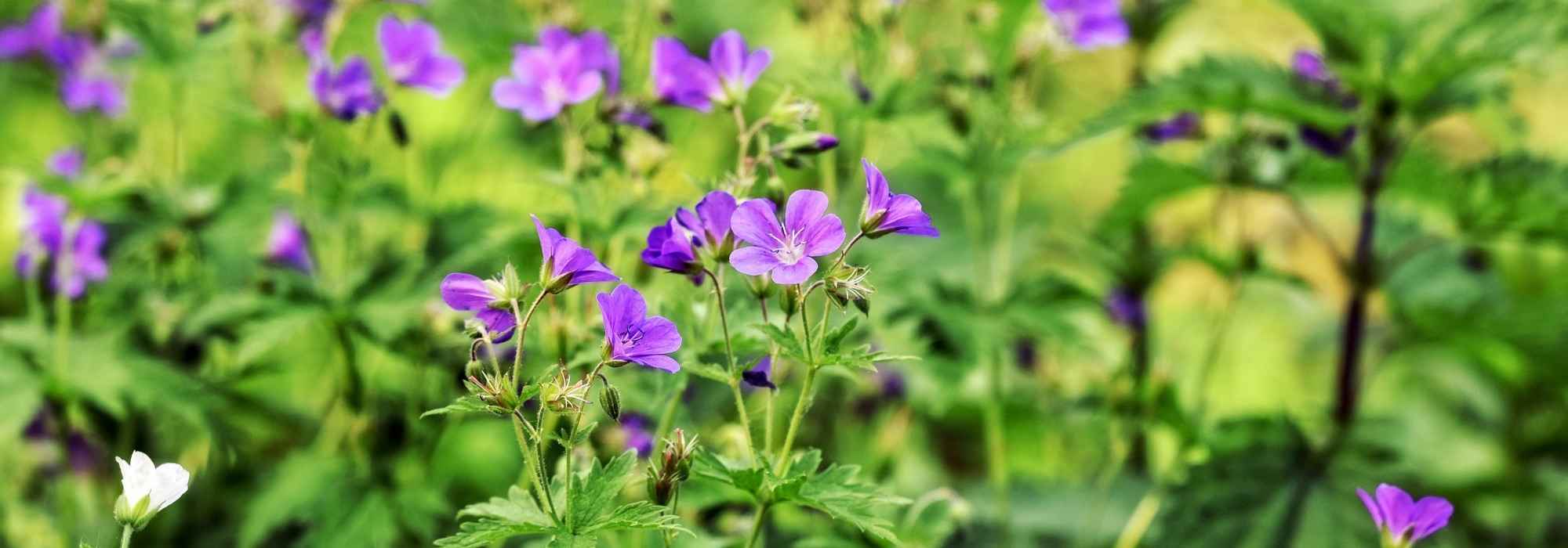 10 perennials that shoot quickly for immediate effect