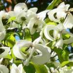 10 original bushes that won't go unnoticed!