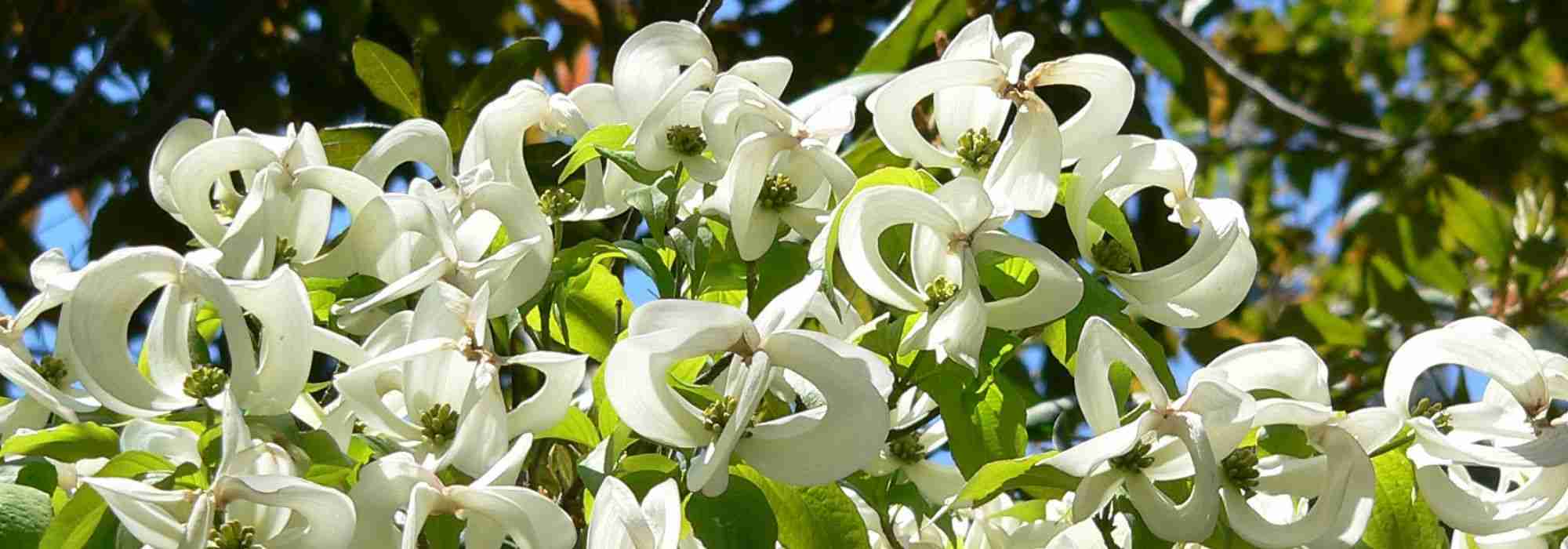 10 original bushes that won't go unnoticed!