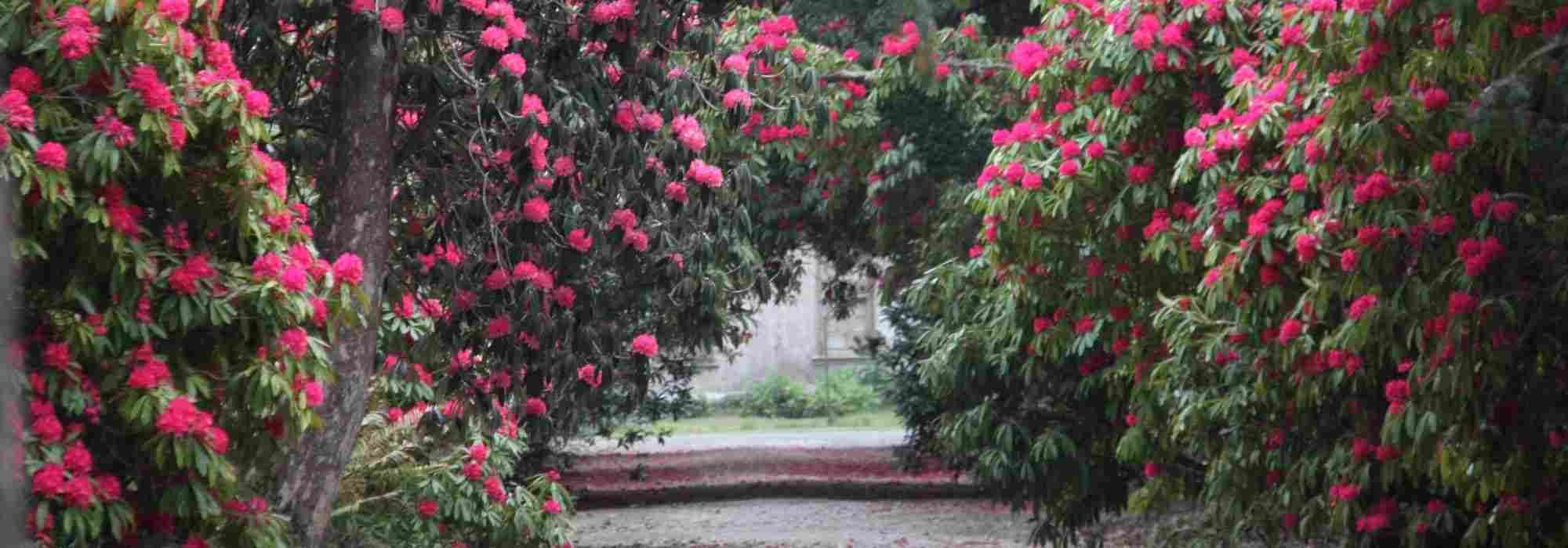 10 bushes to grow in acidic soil