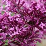 12 fragrant bushes for a scented garden all year round