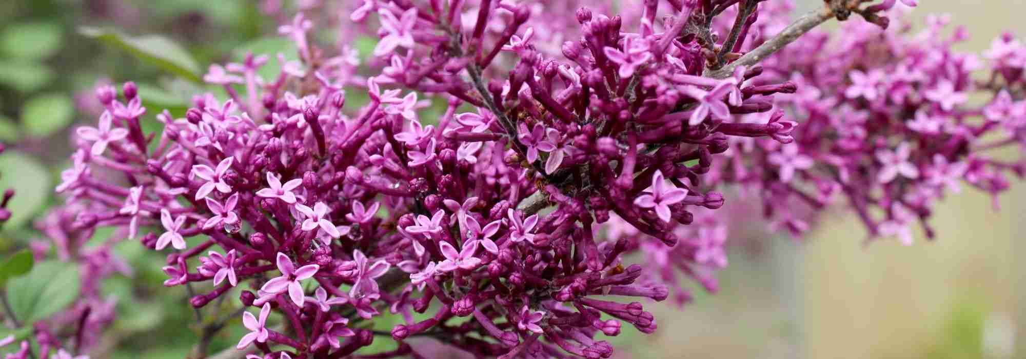 12 fragrant bushes for a scented garden all year round