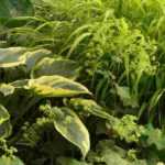 12 perennials for heavy, wet soil