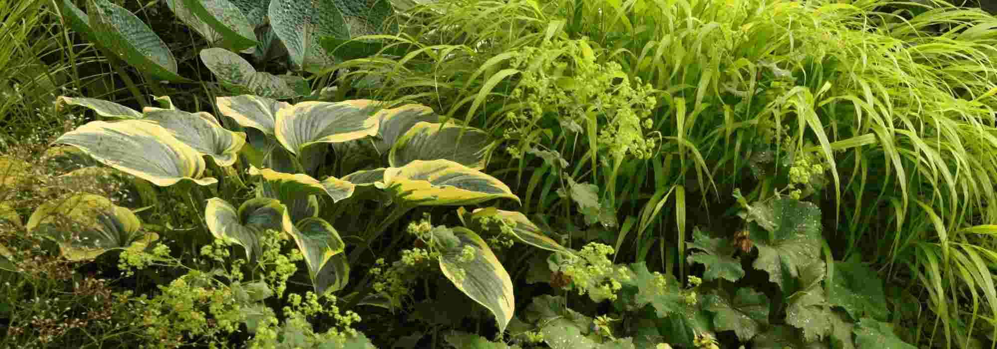 12 perennials for heavy, wet soil