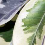 7 variegated shrubs to have in your garden