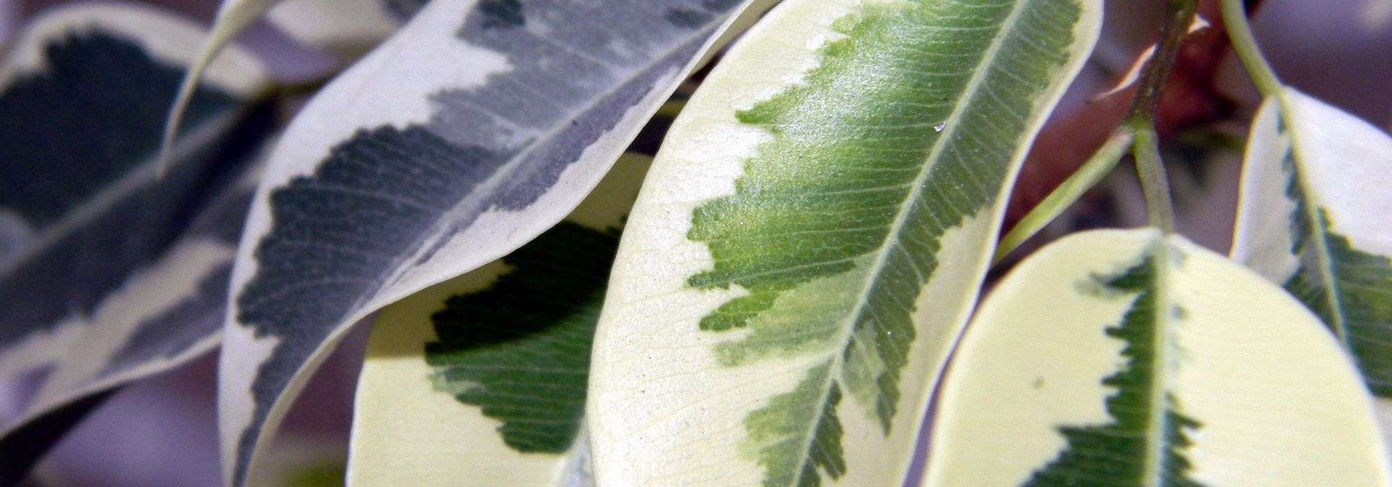 7 variegated shrubs to have in your garden