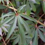 7 evergreen perennials to include in the garden
