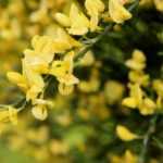 12 bushes for dry or free-draining soil