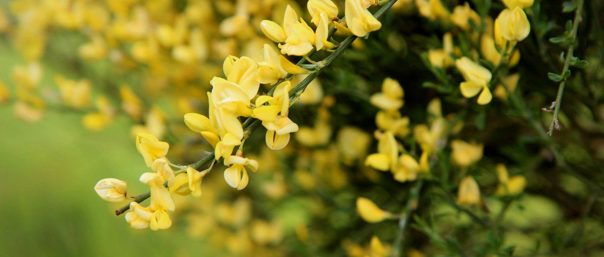 12 bushes for dry or free-draining soil