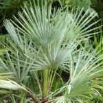 Chamaerops, dwarf palm: planting, growing and care