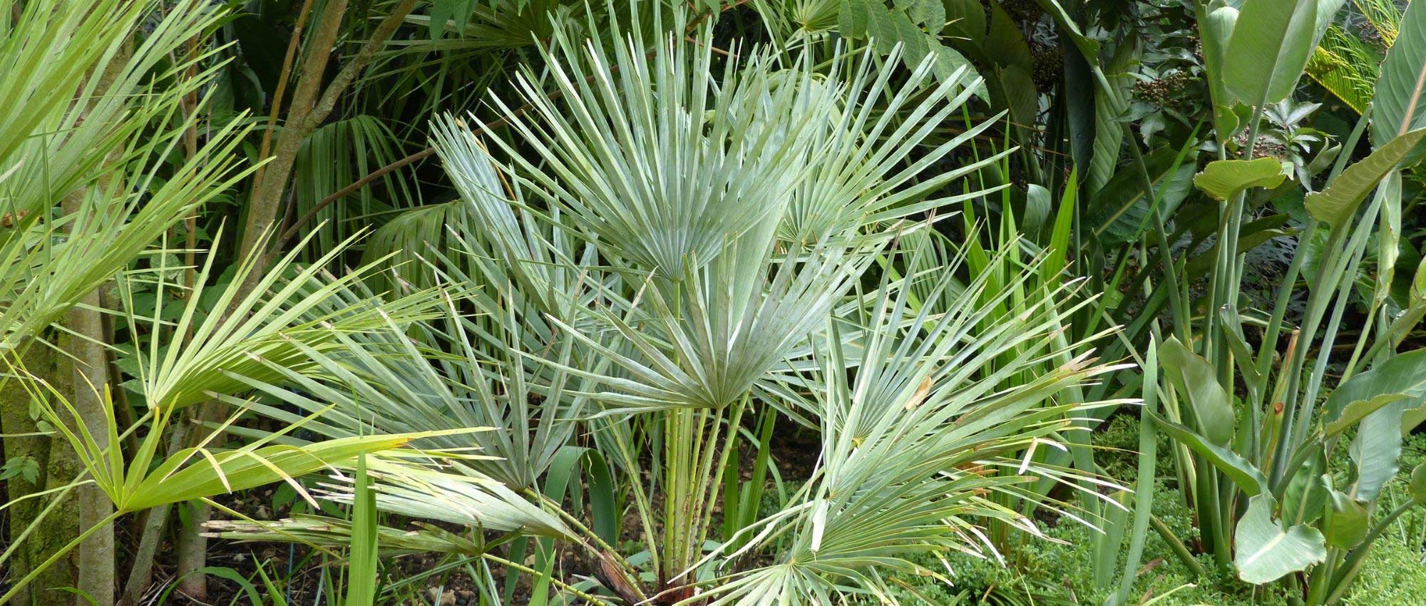 Chamaerops, dwarf palm: planting, growing and care