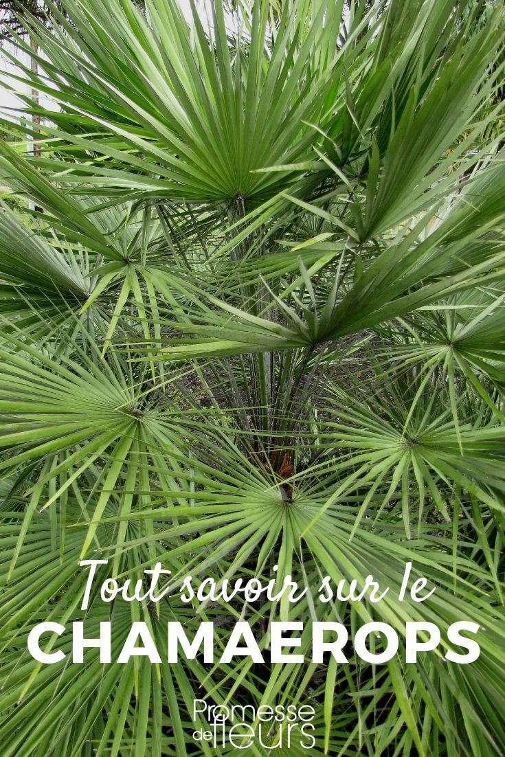 Dwarf Palm, Chamaerops - Cultivation Advice