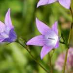 Gardening in calcareous soil: tips and suitable plants