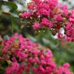 Crepe myrtle, Lagertstroemia : 6 ideas for successful pairings!