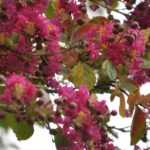 When and how to prune Lagerstroemia or crape myrtle?