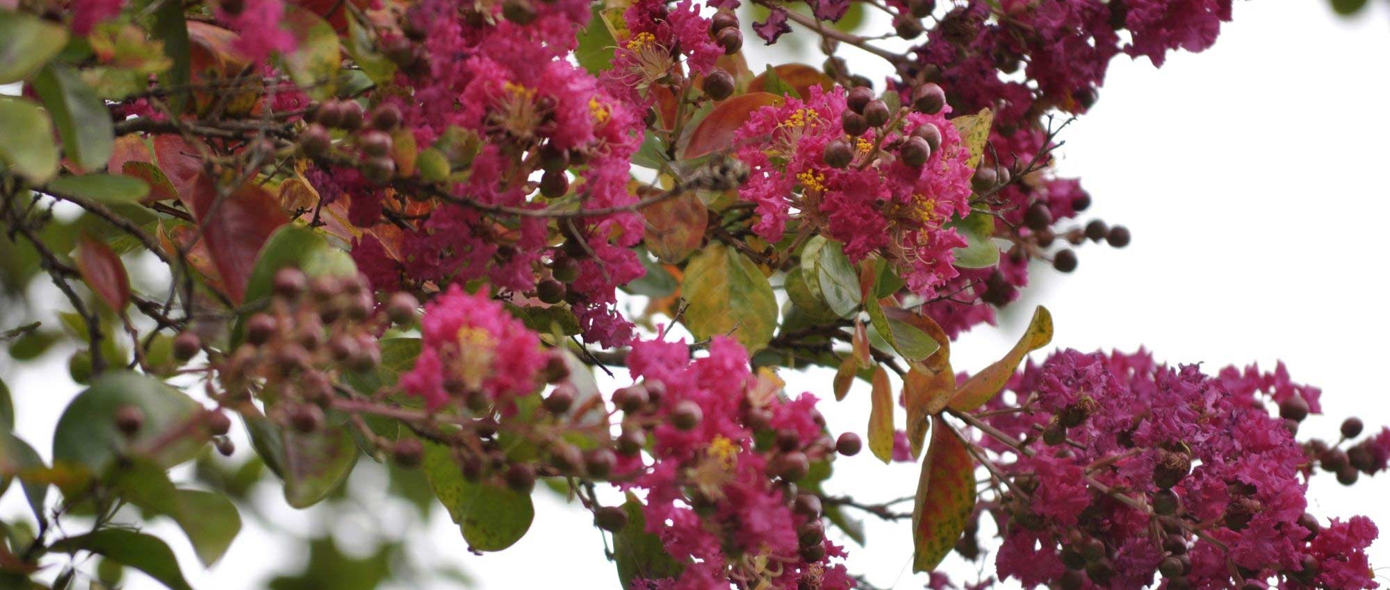 When and how to prune Lagerstroemia or crape myrtle?