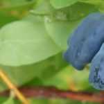 Blue honeysuckle, haskap: planting, cultivation, care