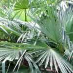 Trachycarpus, Chusan palm: planting, growing and care