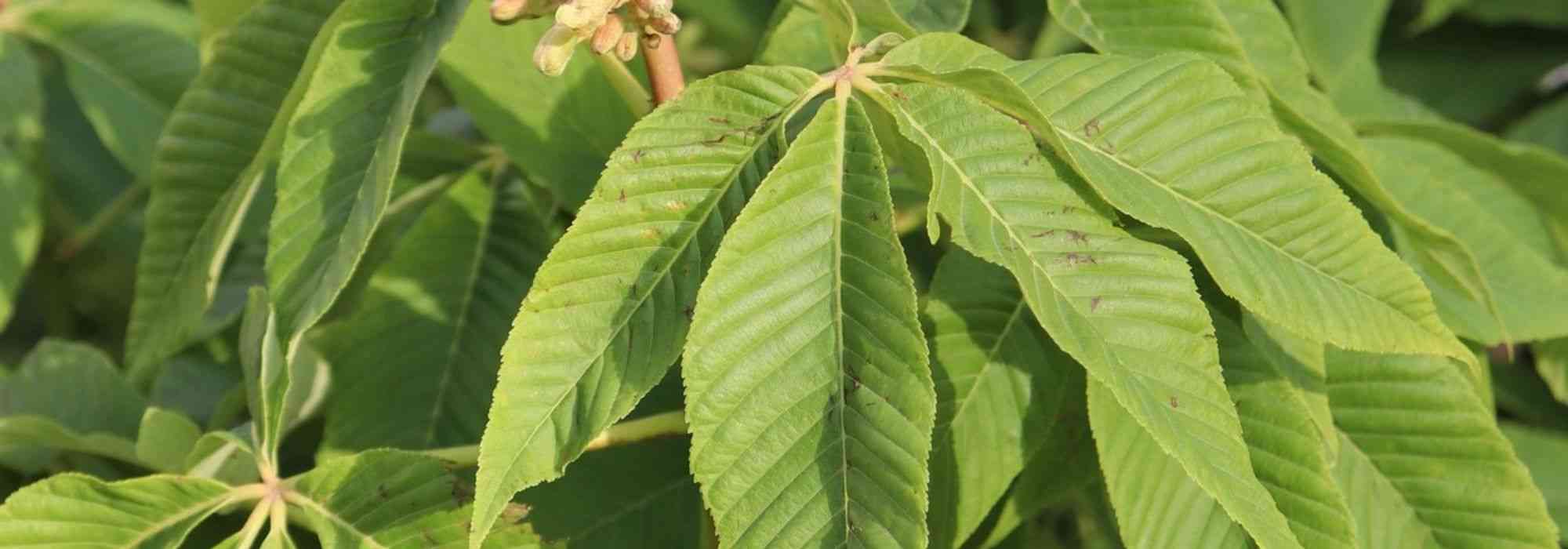 10 bushes or small trees for heavy, wet soil