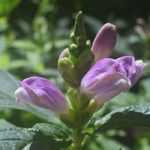 Turtlehead, Purple Chelone: planting, growing