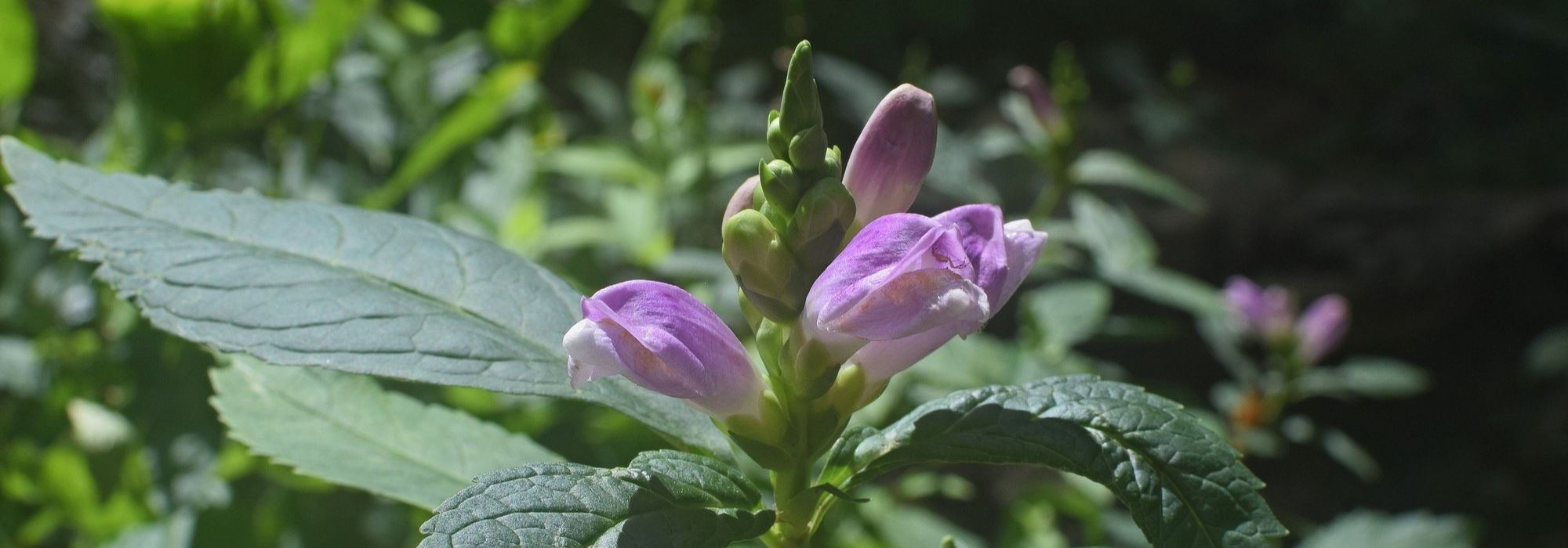 Turtlehead, Purple Chelone: planting, growing