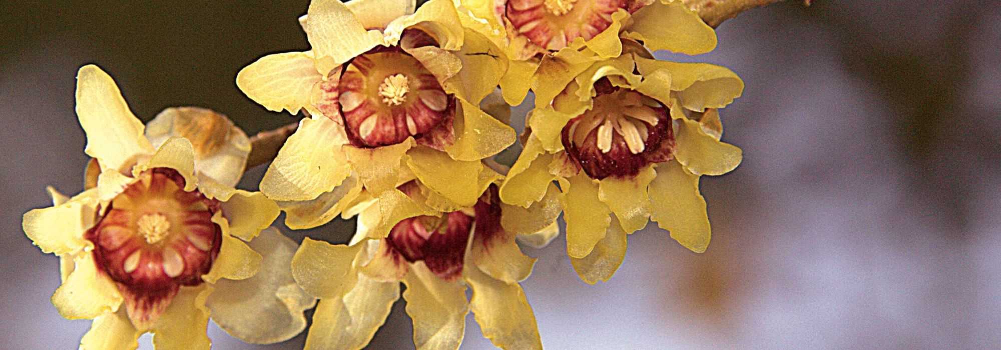 Chimonanthe, Chimonanthus praecox<em> </em>: planting, cultivation, pruning