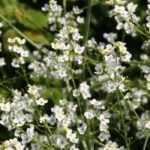 Crambe, sea kale: planting, growing and care