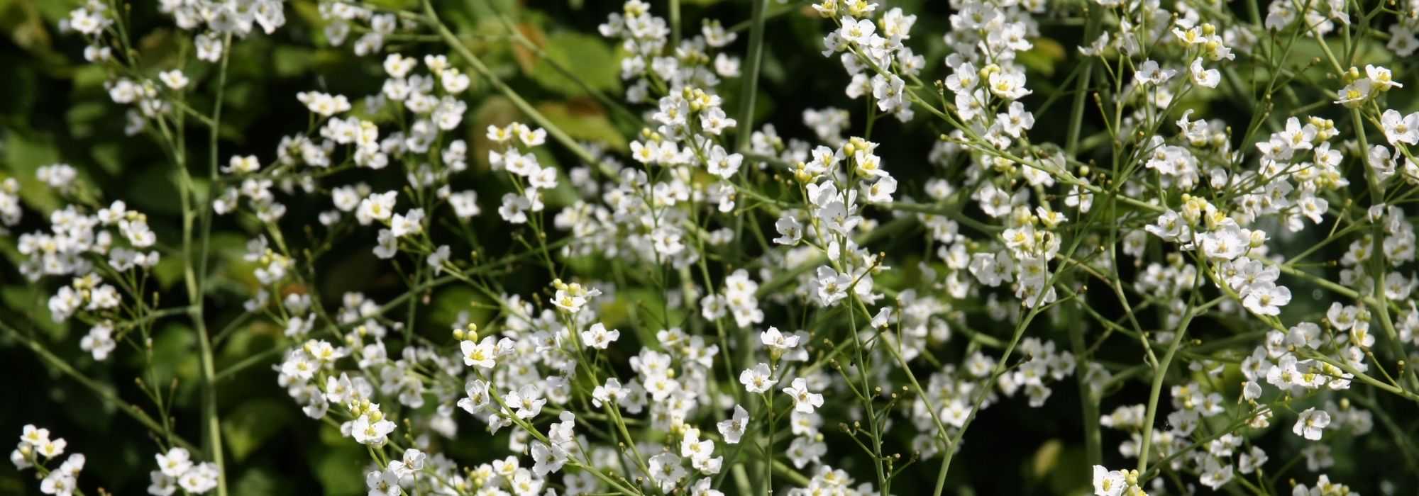 Crambe, sea kale: planting, growing and care