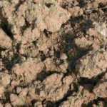 Determine the texture of your soil: clayey, sandy, silty