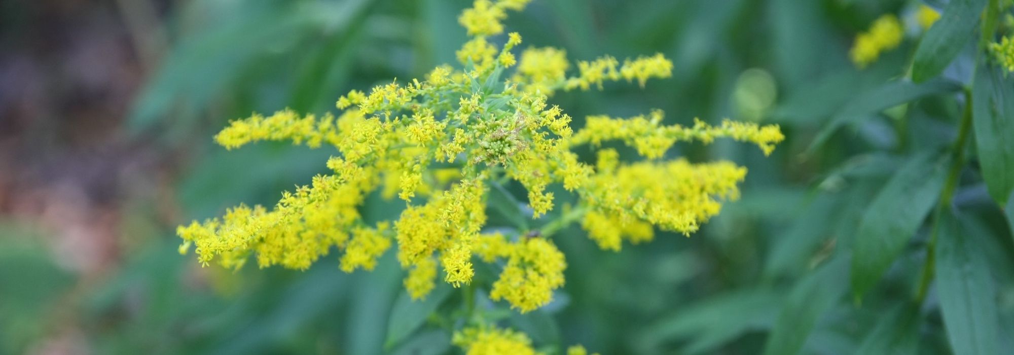 Solidago, Goldenrod: planting, growing, care
