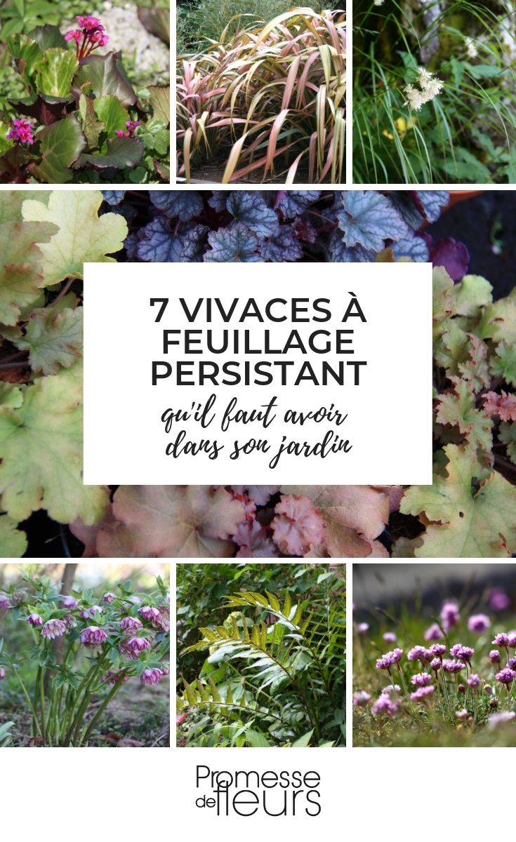 evergreen perennial plants