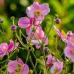 10 perennials to grow in acidic soil