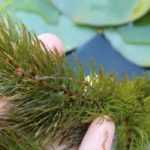 8 oxygenating aquatic plants for ponds or pools