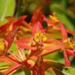 Euphorbias: which variety to choose?