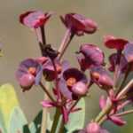 Euphorbias: 7 ideas for successful combinations