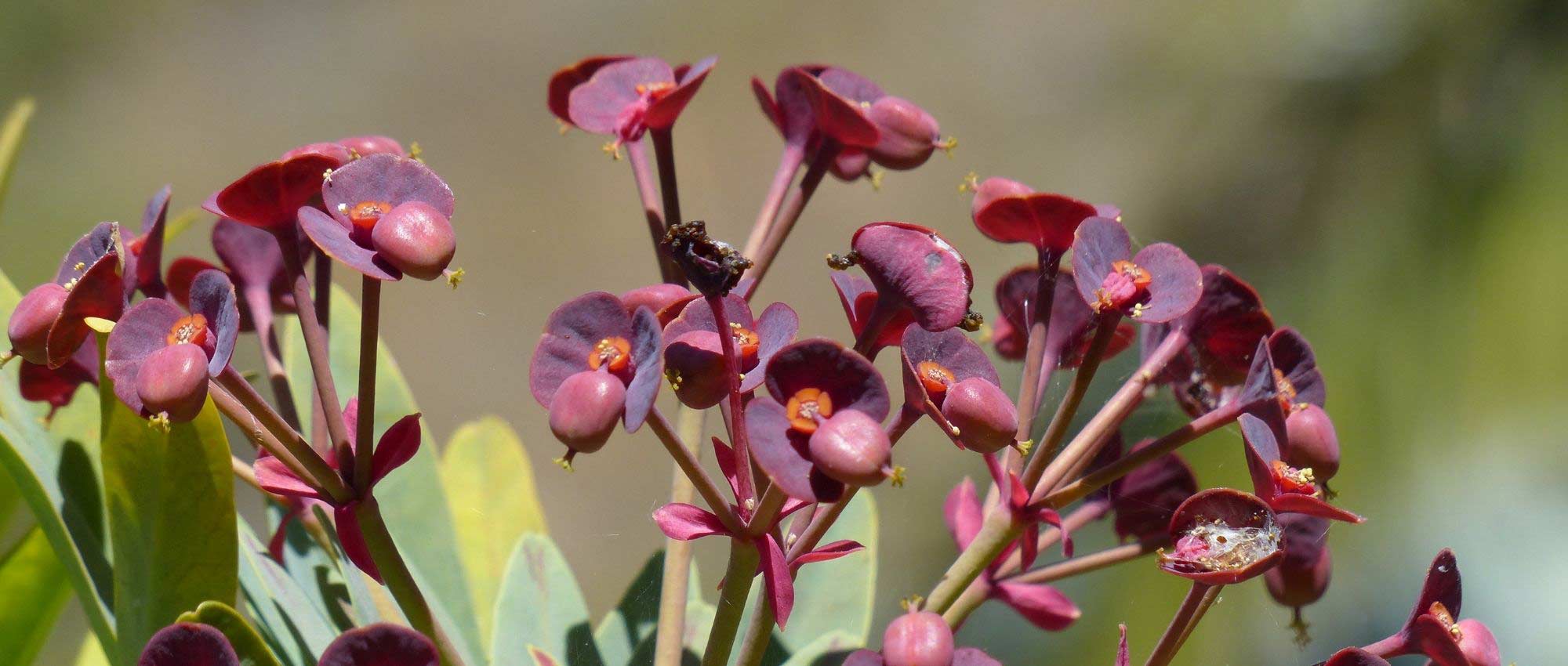 Euphorbias: 7 ideas for successful combinations