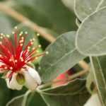 Feijoa sellowiana, pineapple guava: planting, growing and harvesting