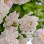 Climbing rose or liana rose: what's the difference?