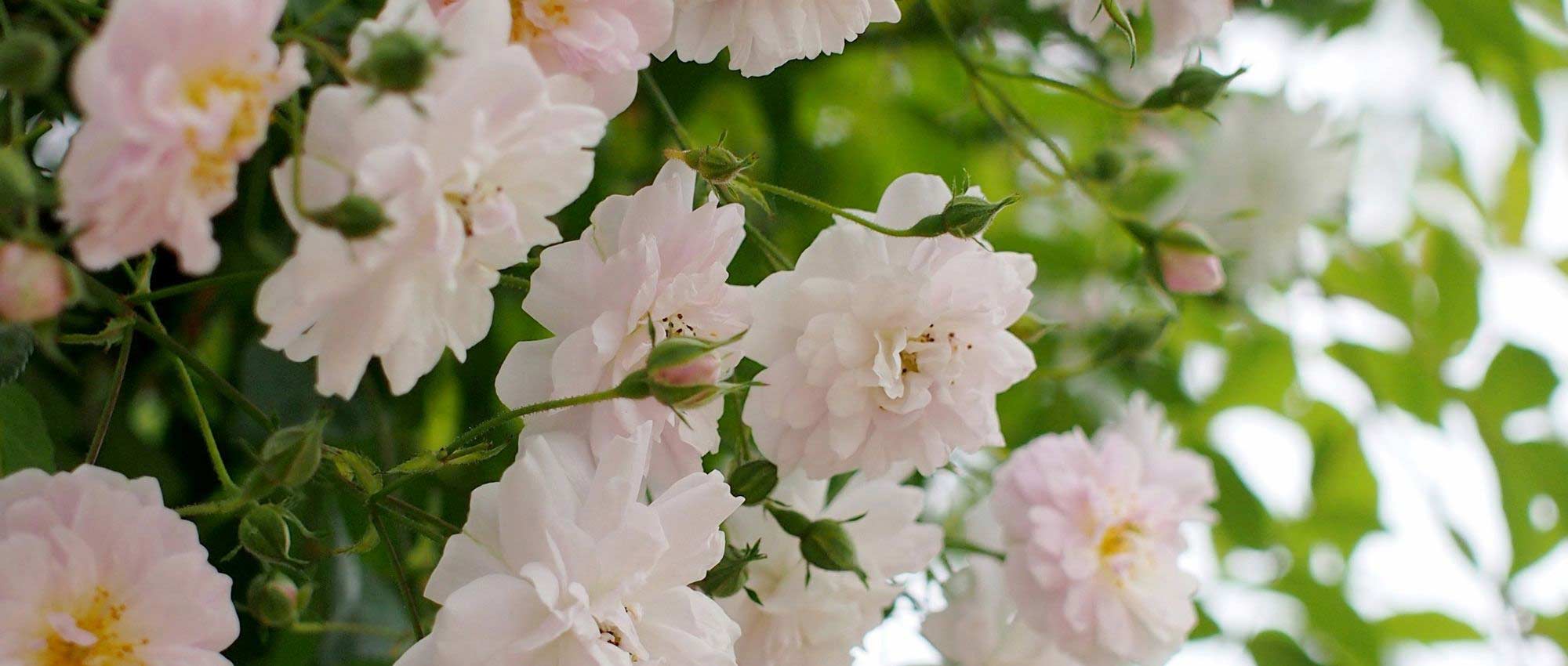 Climbing rose or liana rose: what's the difference?