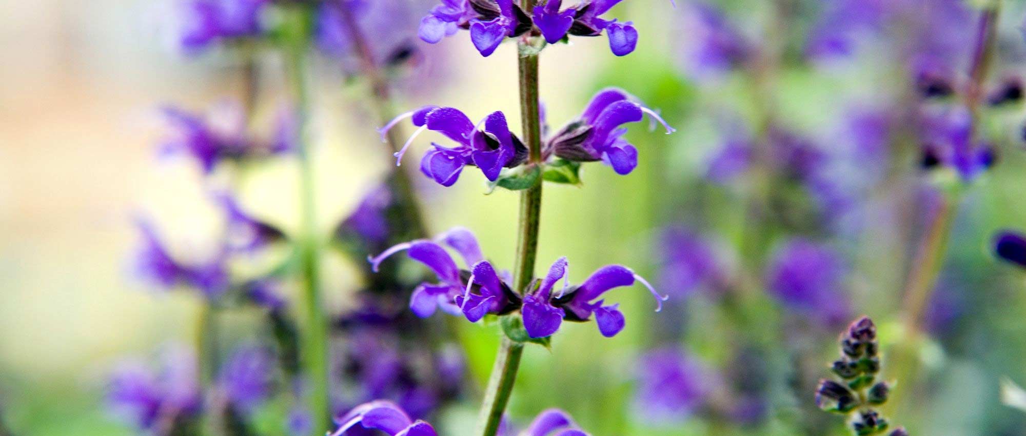 Sages: which varieties to choose?